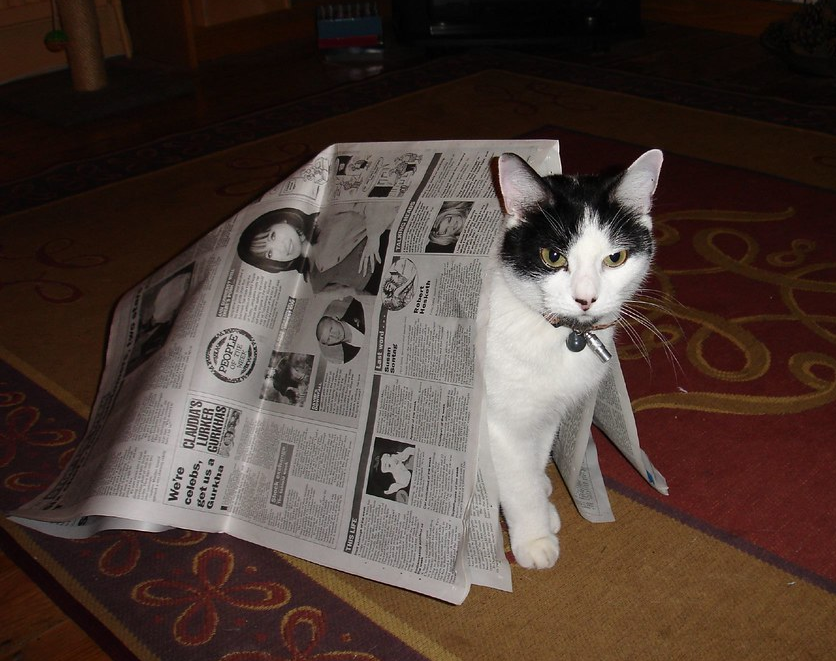 Cat in Newspaper