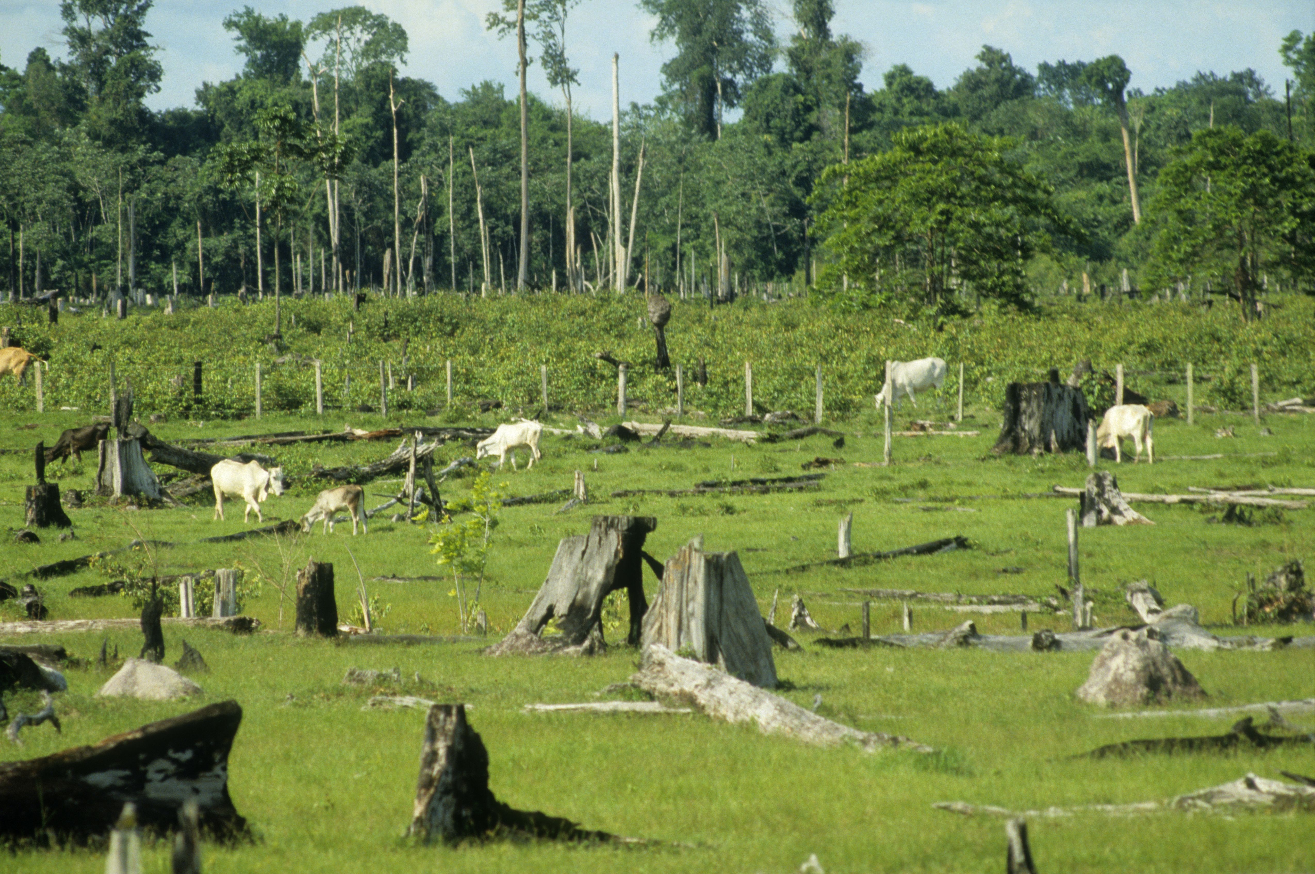 Deforestation by livestock farming