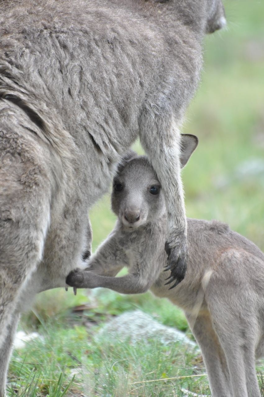 Joey & mum