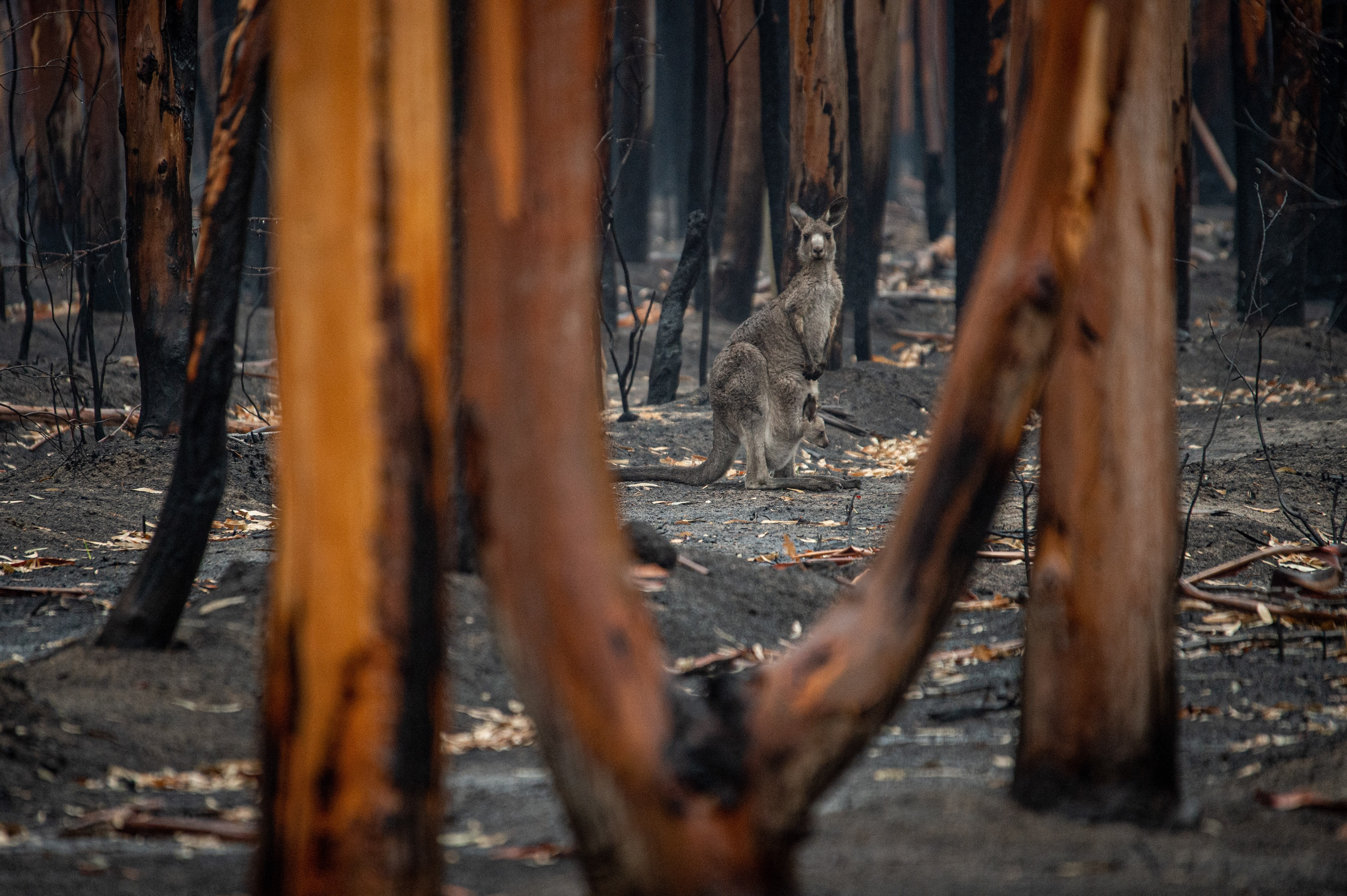 Kangaroo in burnt out bushland after Black Summer fires in Australia.