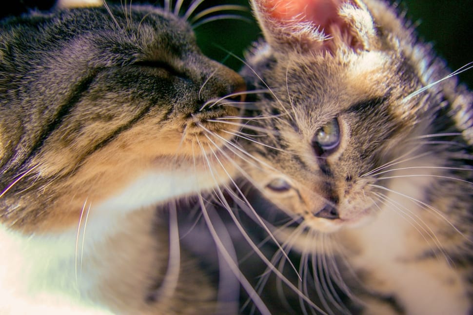 An adult cat kissing a kitten