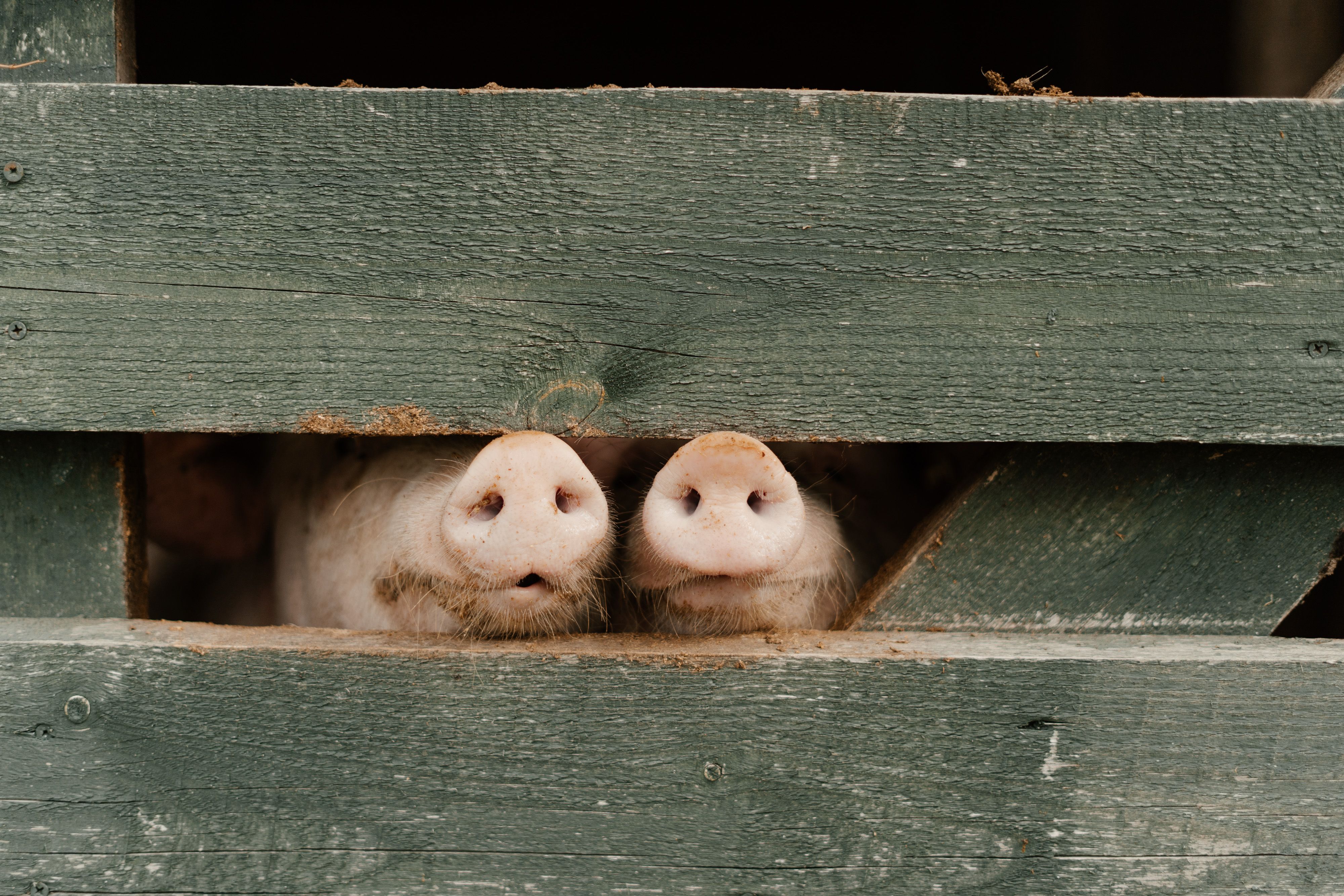 Two pigs' noses sticking out of a pen