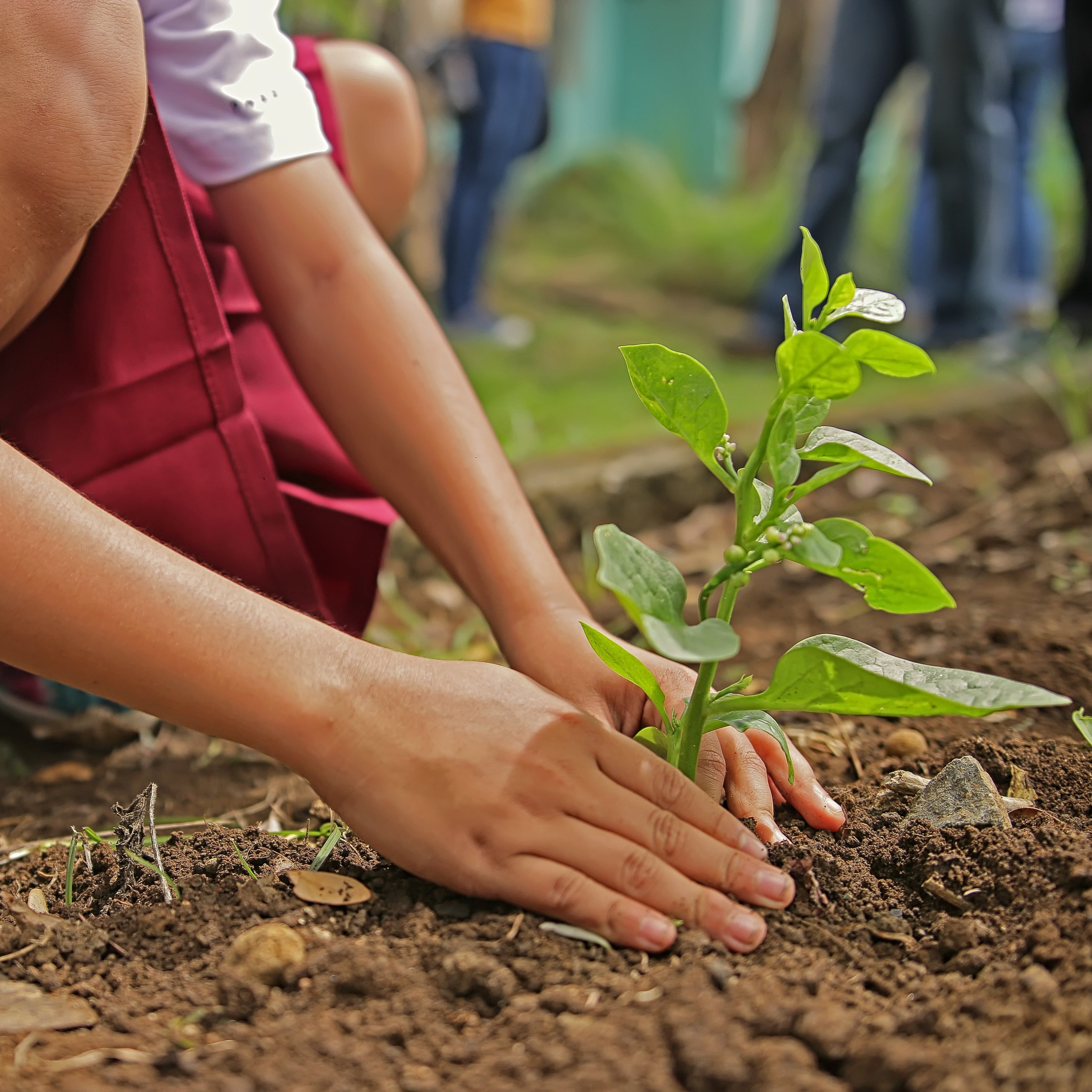 A child planting a bulb in the ground