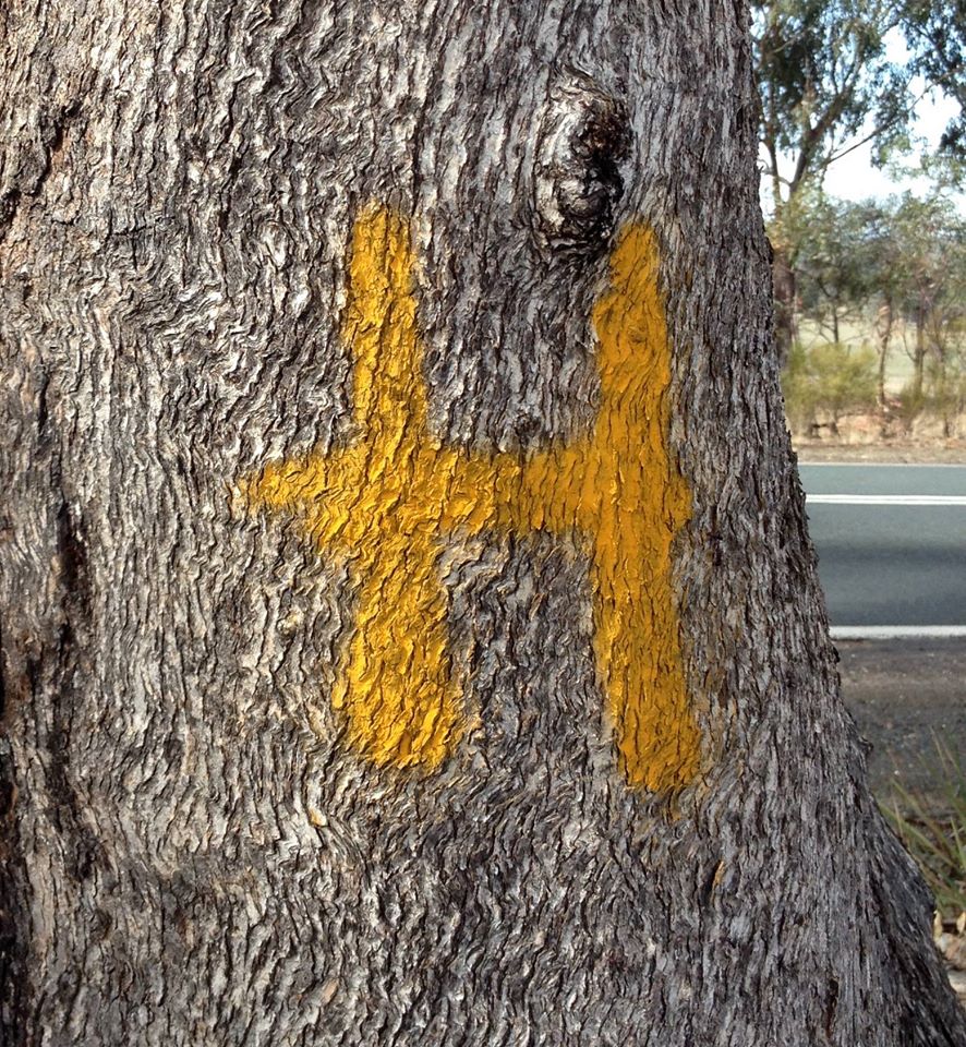 The capitol 'H' is the mark that VicRoads' tag on the trees. It stands for 'Habitat' and indicates that the tree is a significant, hollow bearing, habitat tree. This does not protect the tree. It simply alerts the contractors to the possible presence of wildlife before they cut it down.