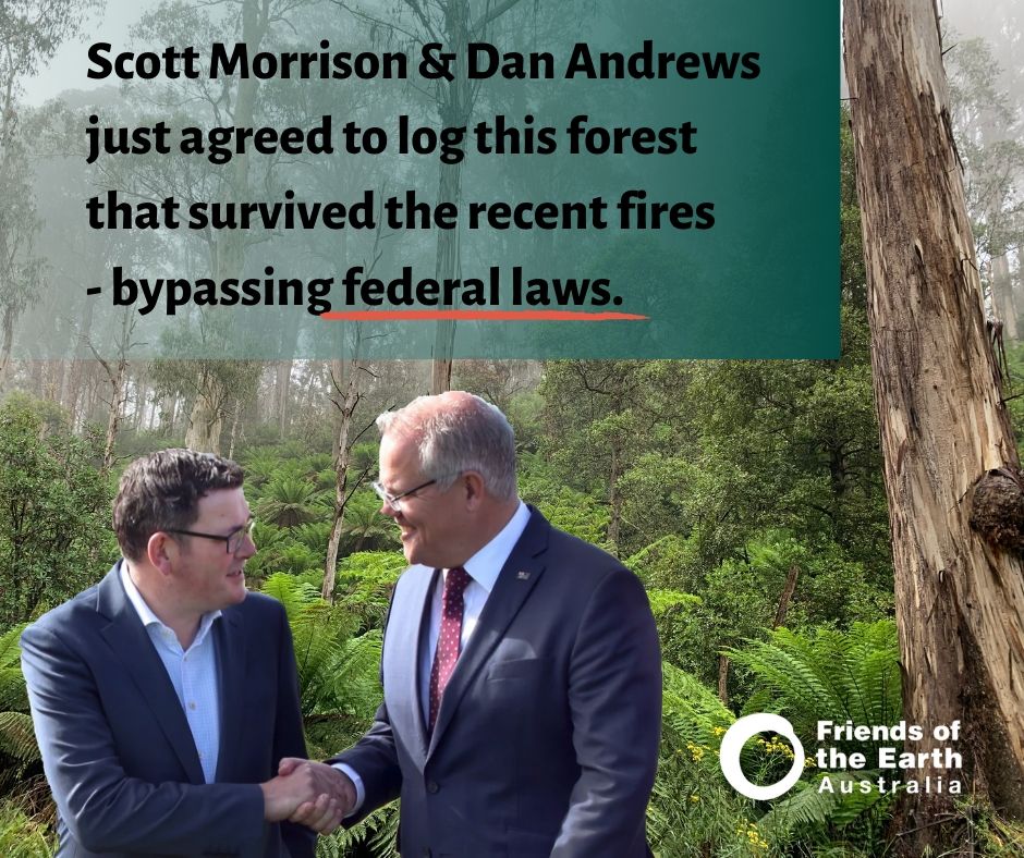 Scott Morrison and Dan Andrews shaking hands in front of a pristine native forest 