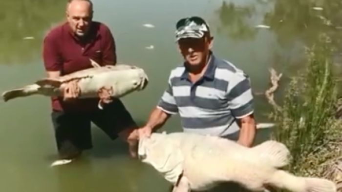 Two men hold dead fish