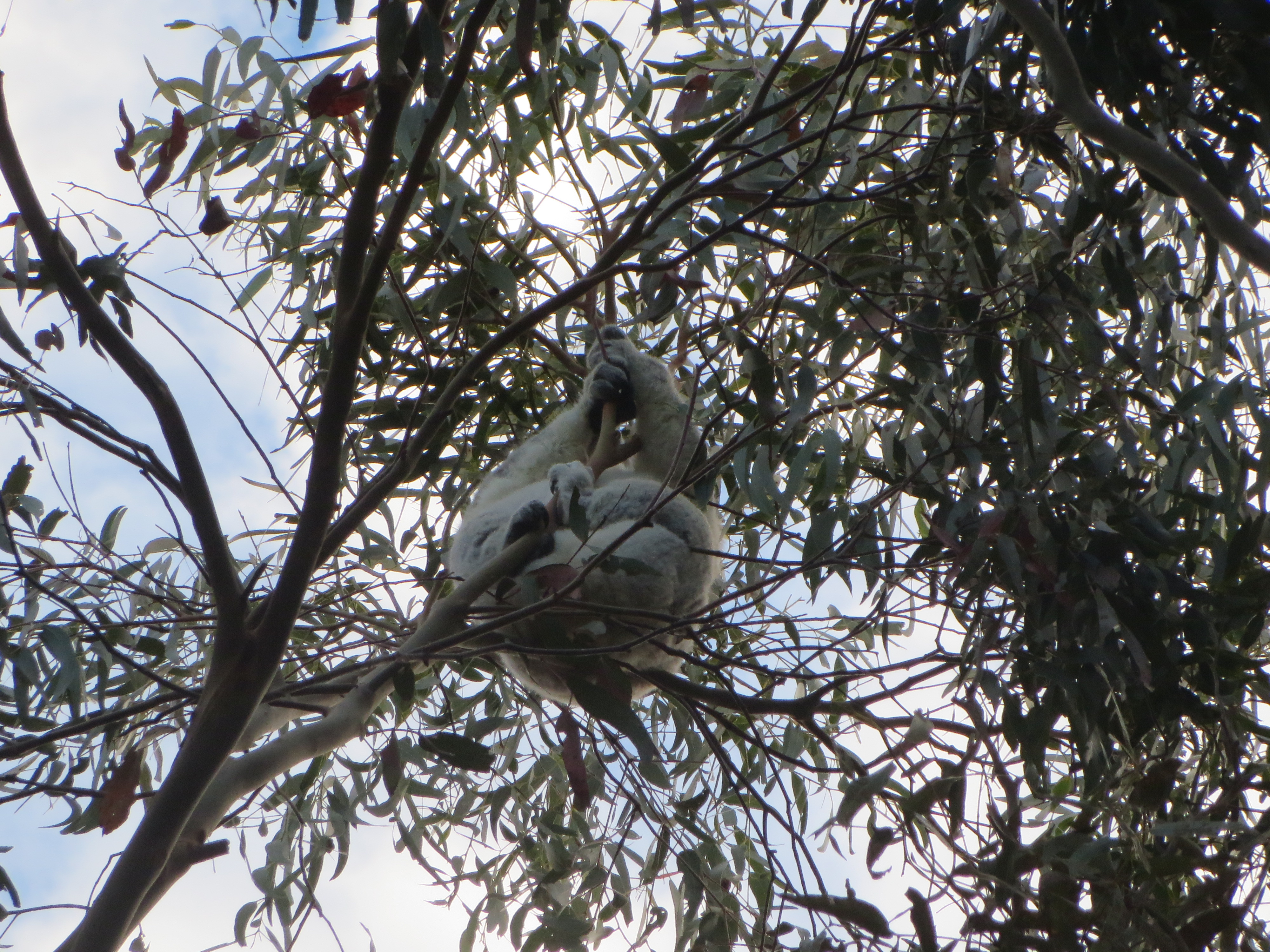 a koala sitting high up in a tree