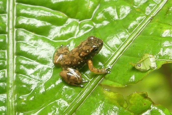 Juvenille Resistence Rocket Frog on a leaf: Photo by Carlos Zorrilla courtesy of Liz Downes