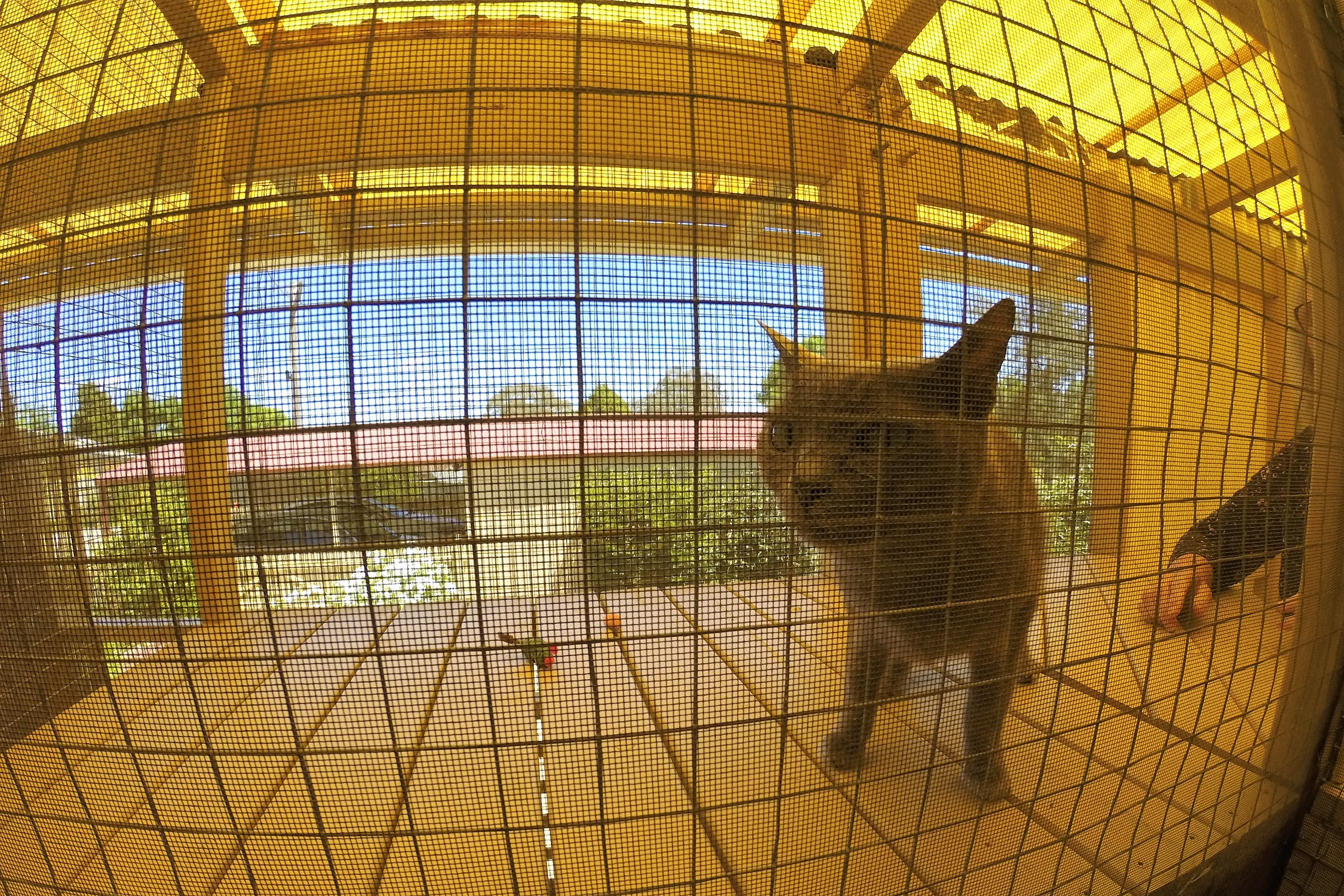 A cat in its outdoor cage on the verandah