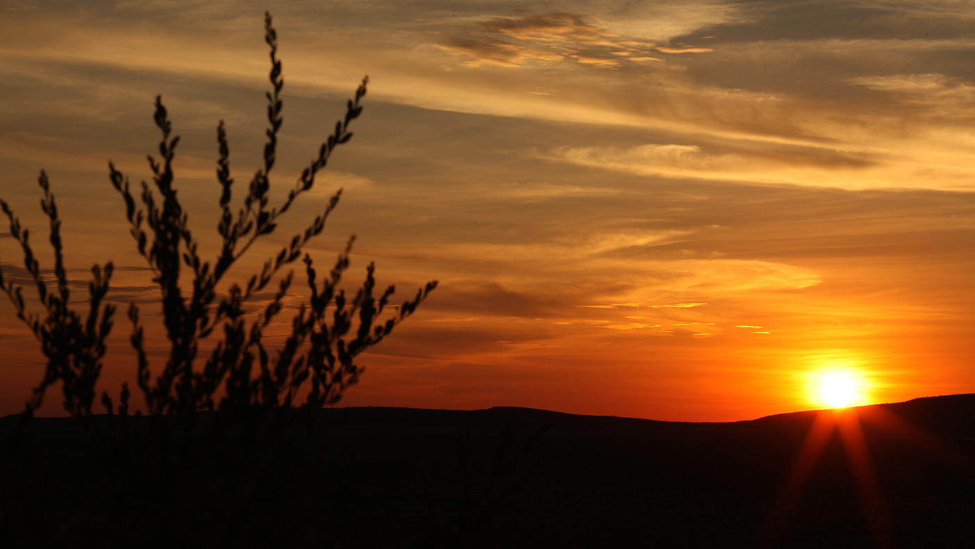 desert sunset with silhouette of grass plant in foreground