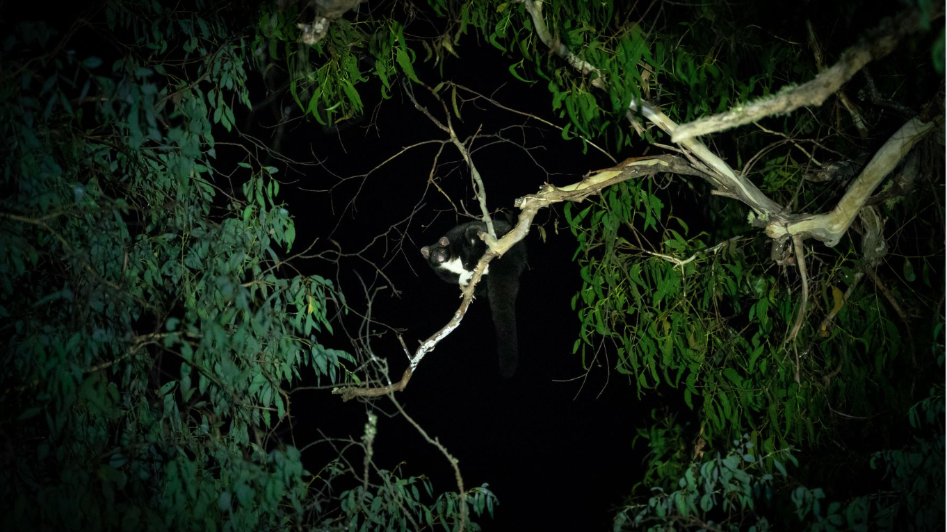 night time shot of vulnerable Greater Glider up in a tree peering down