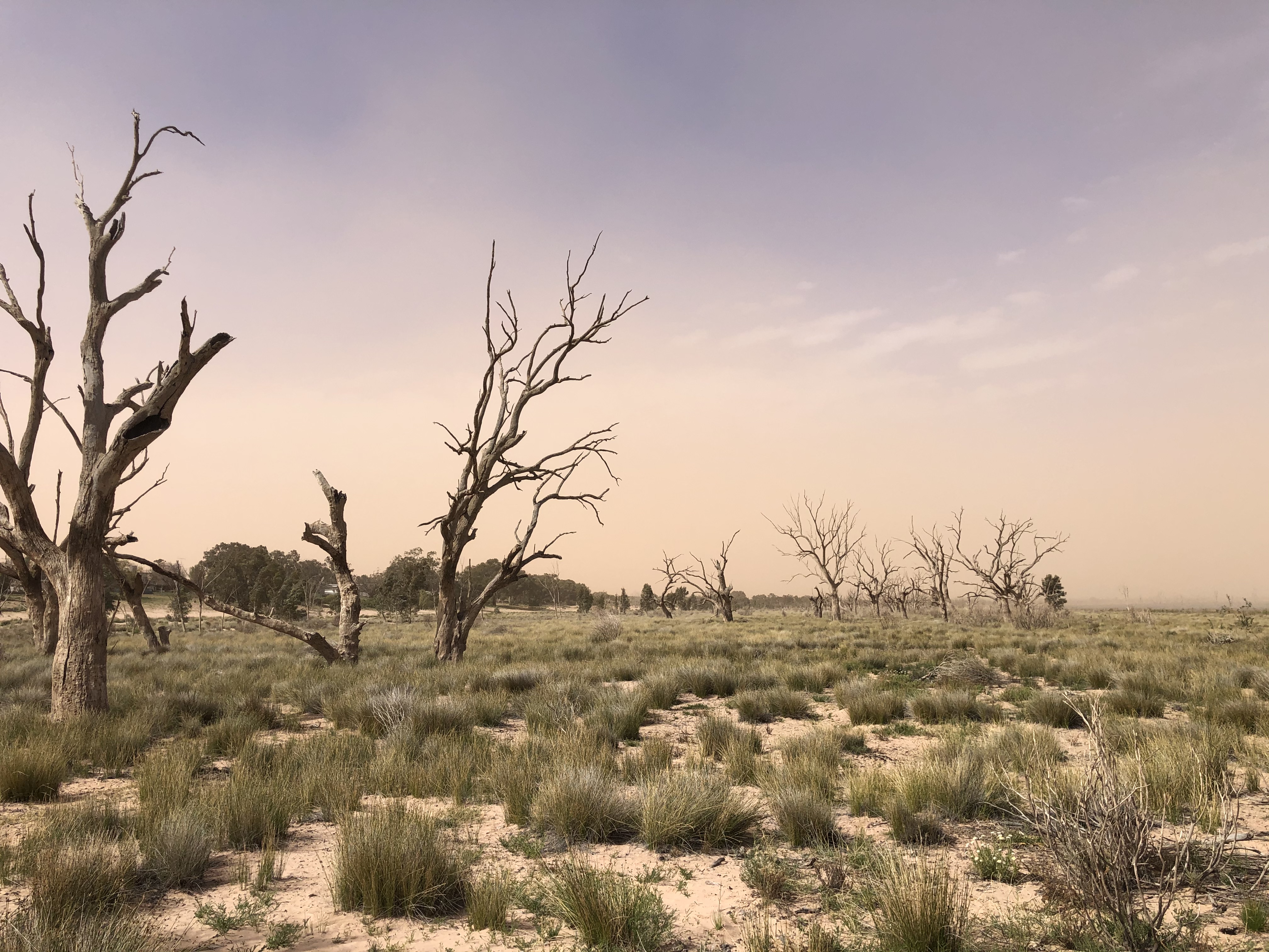 Dry Menindee Lake, photo credit: Megan Williams