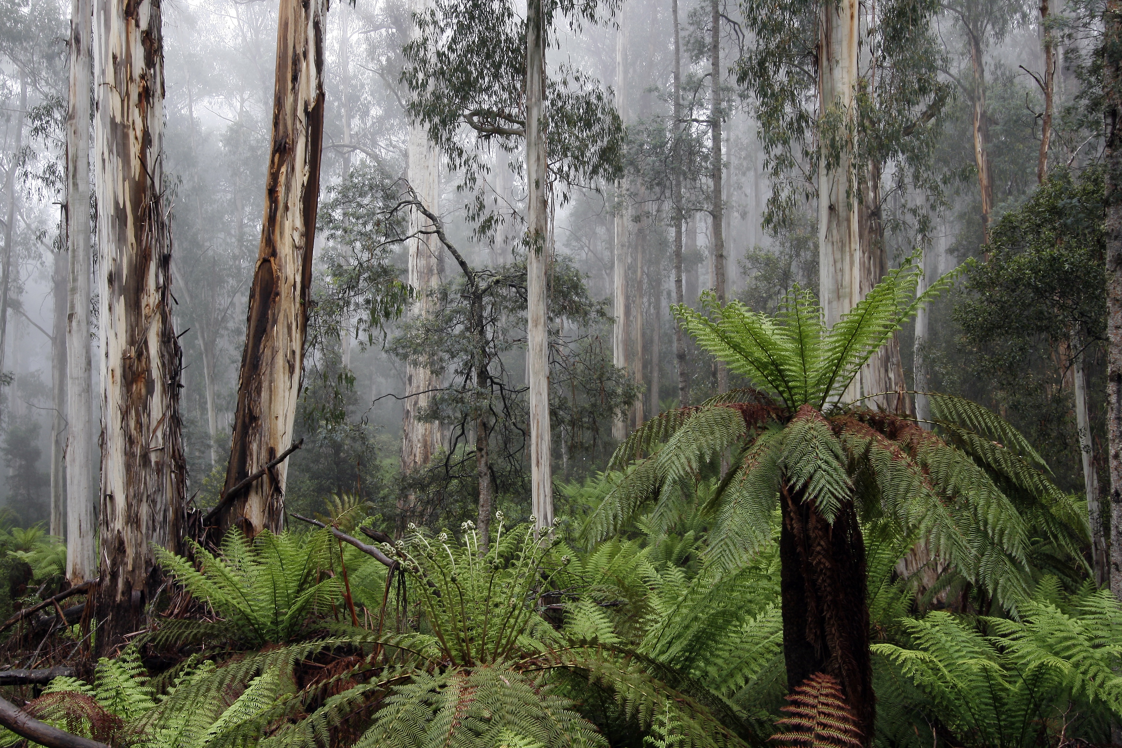 Critical Greater Glider habitat on the Errinundra plateau. Image from GECO.