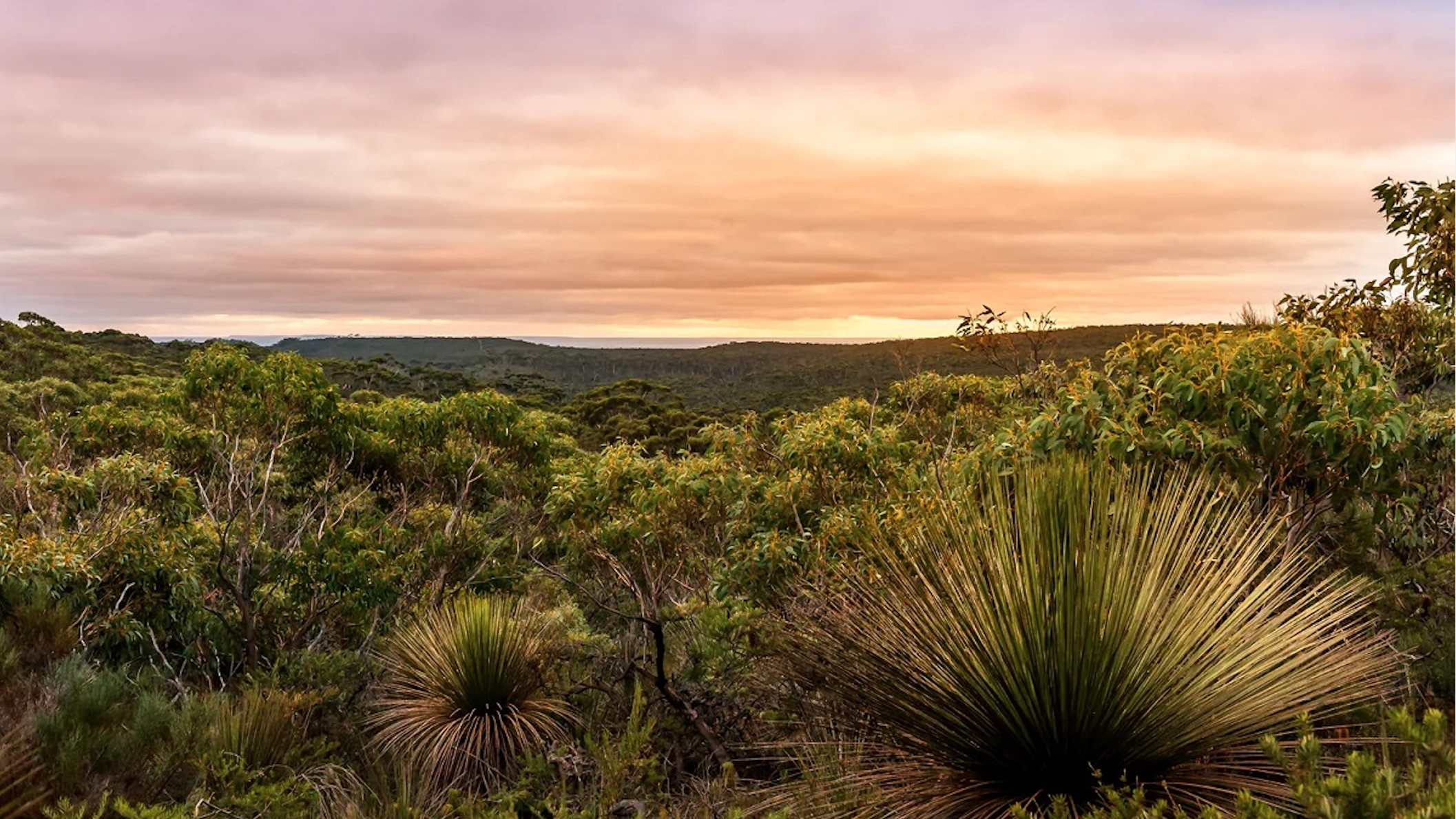 Beautiful sunset in soft colours with a stunning landscape vista in foreground of native bushland and grass trees.