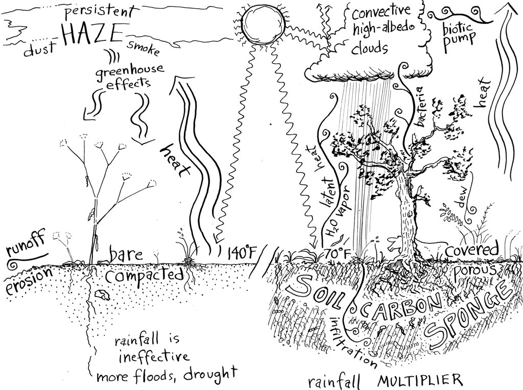 A diagram of a spongy soil full of microorganisms, fungi and water.