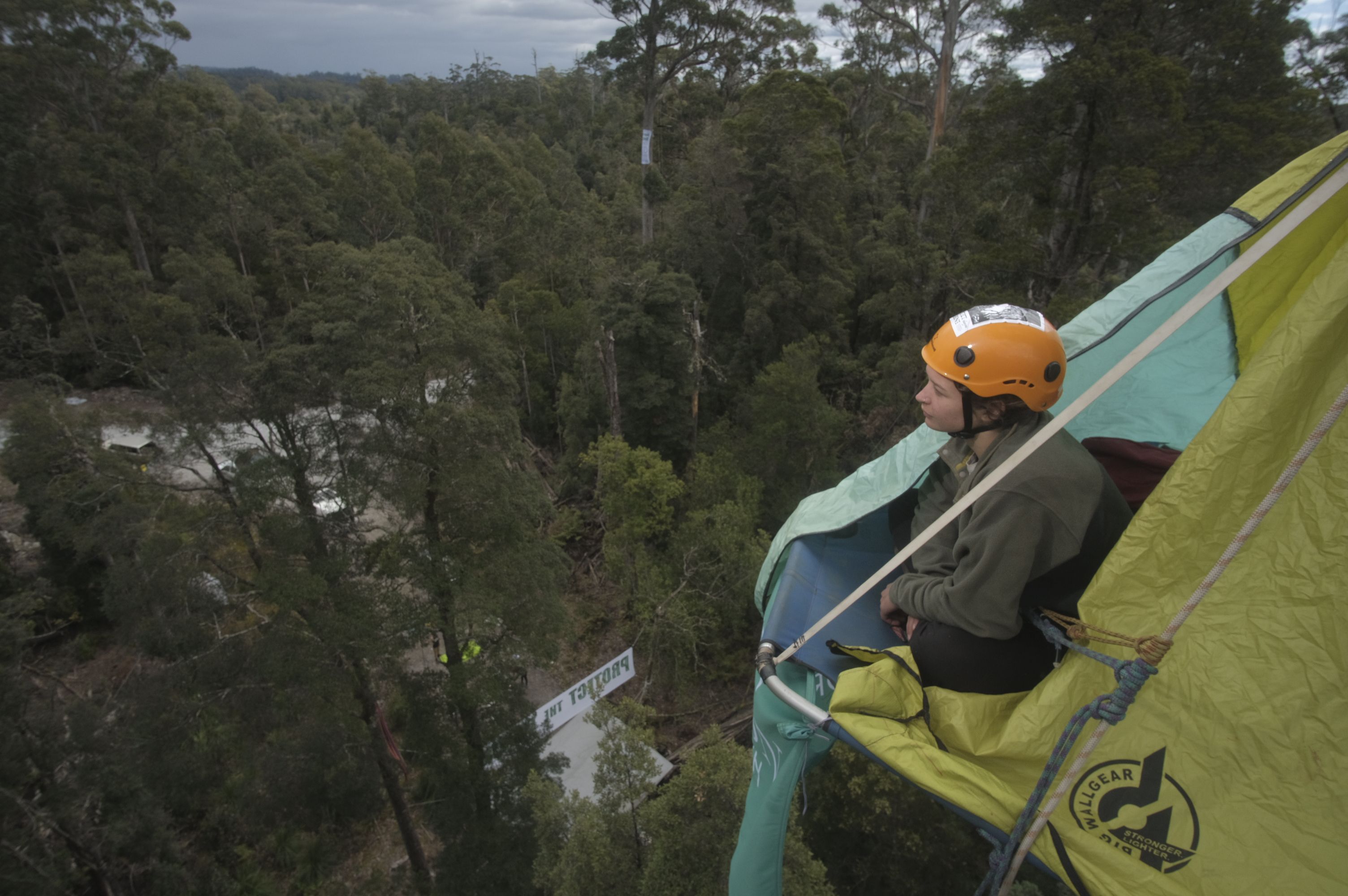 Tree-sit in the Tarkine, Tasmania