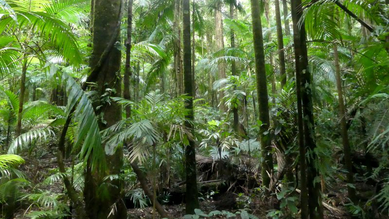 Photograph of a lush, thick grove of rainforest understory featuring palm leaves, thick bases of tall rainforest trees and filtered light in shades of green and brown