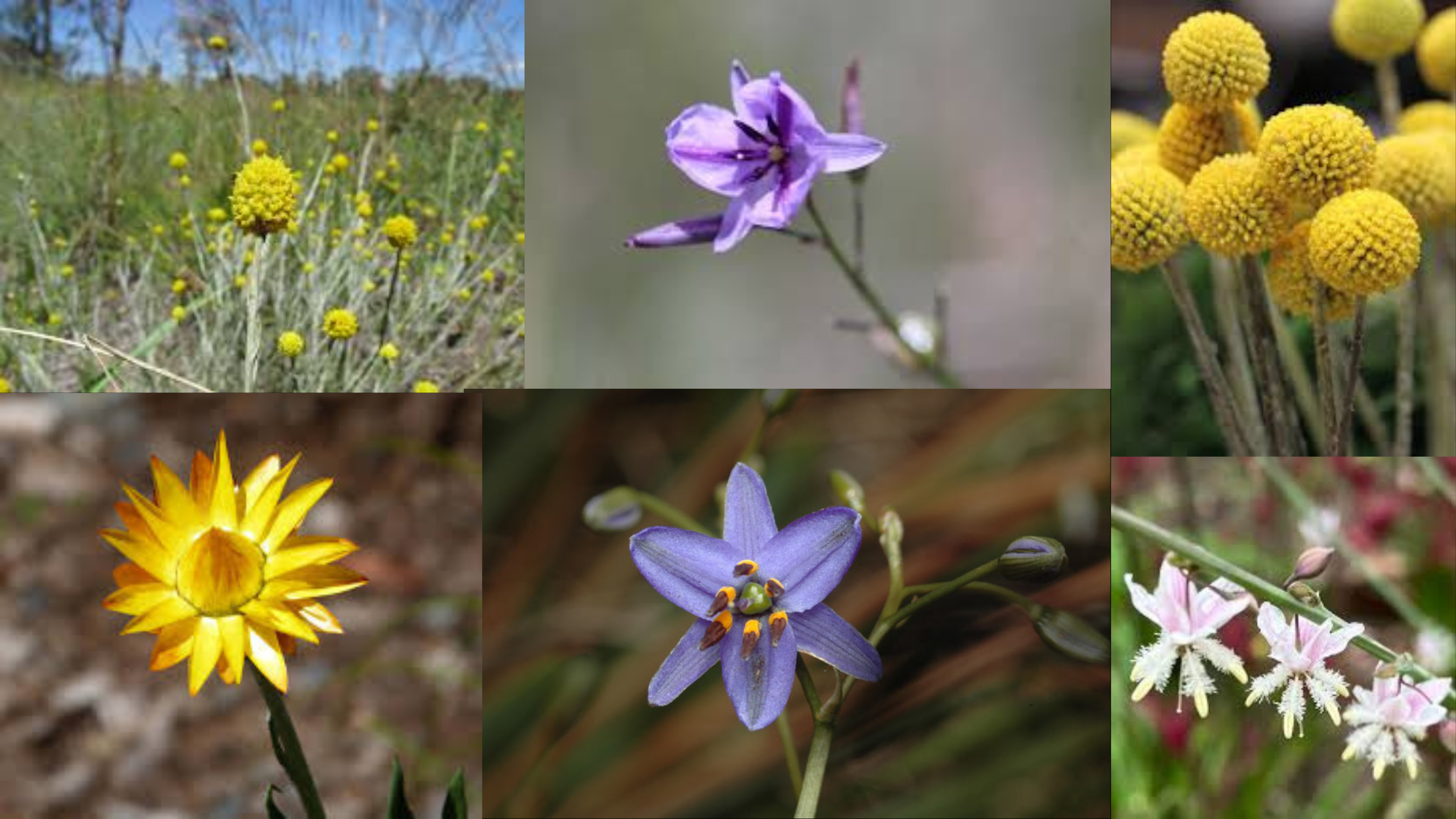 Collage of flowers native to the Victorian grassland plains.