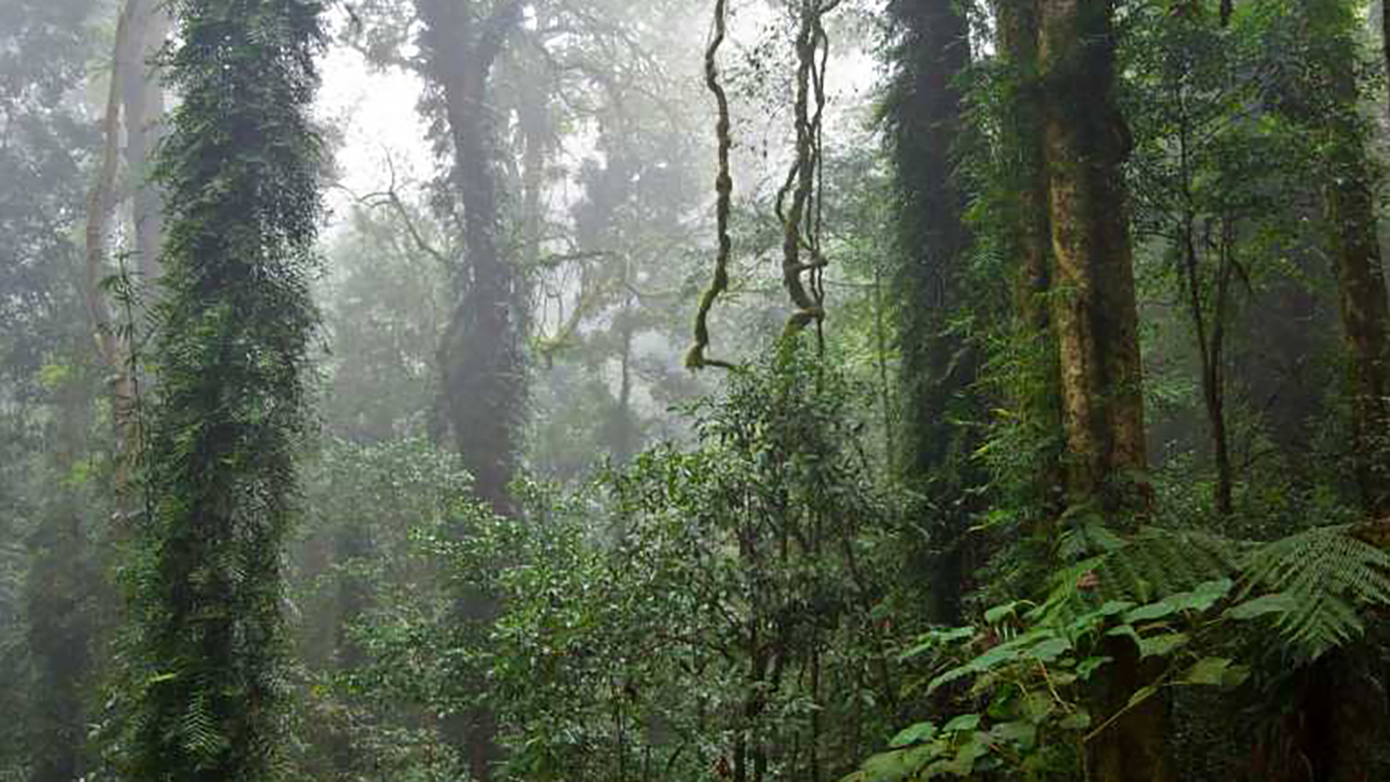 [alt text] Lush mid shot of a rainforest scene with several giant trees thickly covered in ferns and undergrowth. It is daytime but the light seems dim, misty and filtered as if it is raining lightly or the air is very damp.