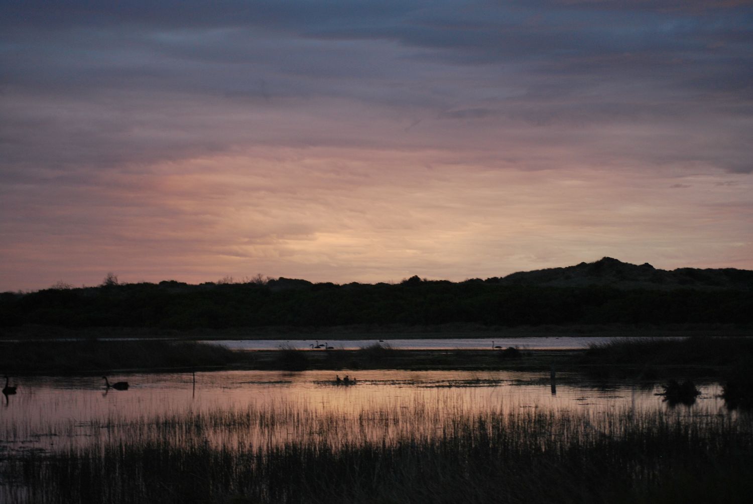 A photograph of Belfast Coastal Reserve at sunset. There is a wetland with lots of reeds and swans. In the background there are hills.