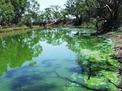 Blue green algae outbreak along the Murray River.