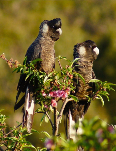 Two Carnaby's Cockatoos