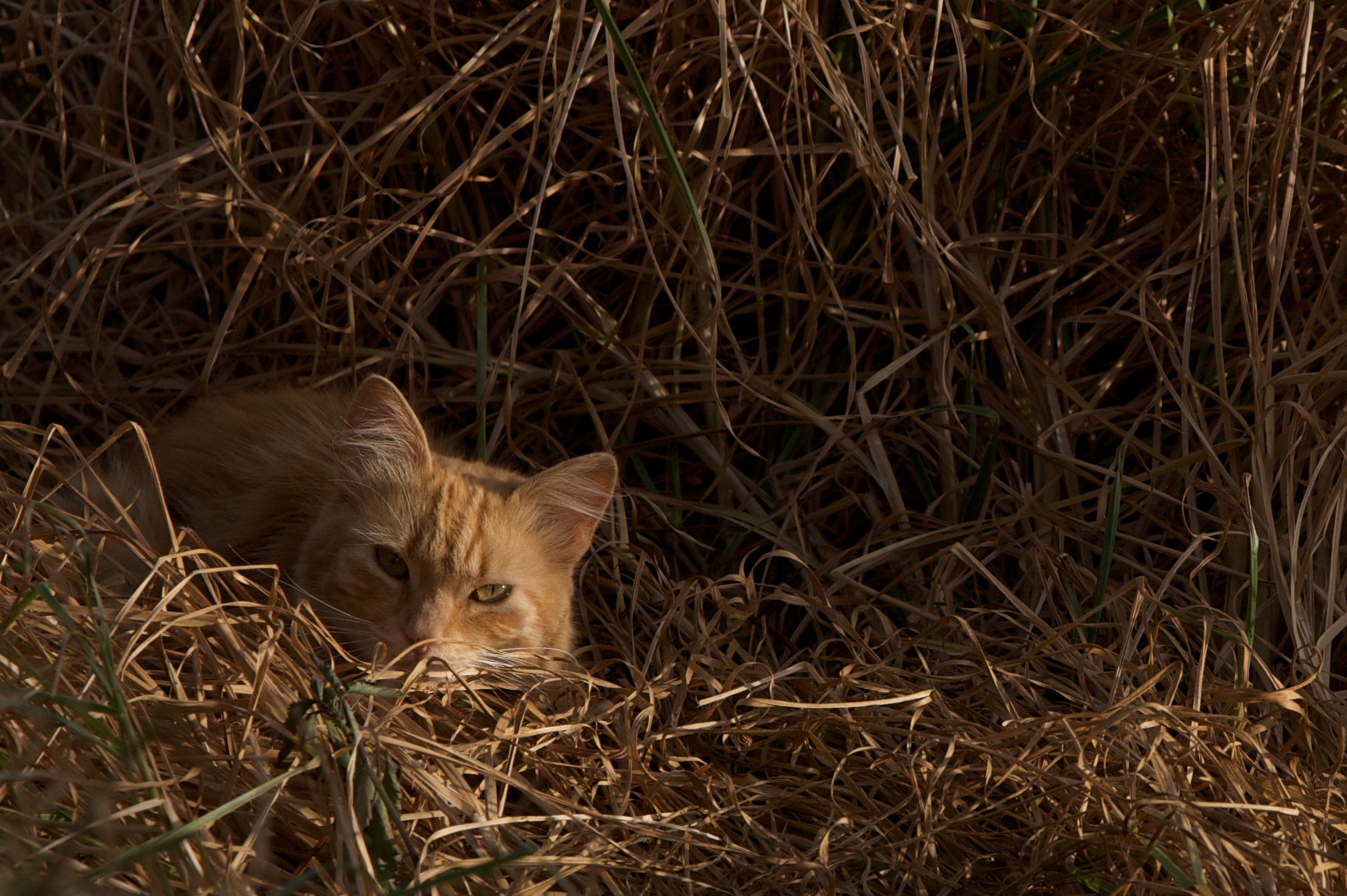 Picture of a cat hiding in long grass.