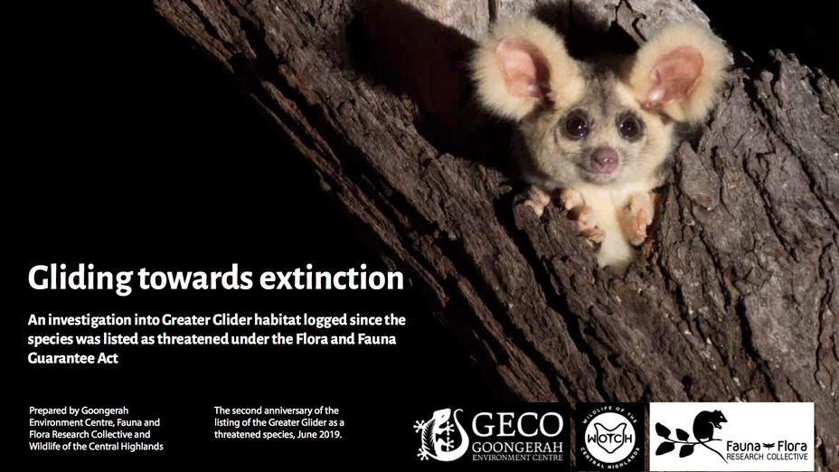 Geco e-flyer depicting an adorable greater glider (maybe a young one) peeking out of an old hollow rainforest tree. It is night. and the bottom of the flyer is contact details and information for the GECO campaign to protect them from extinction. For more info go to geco.org.au