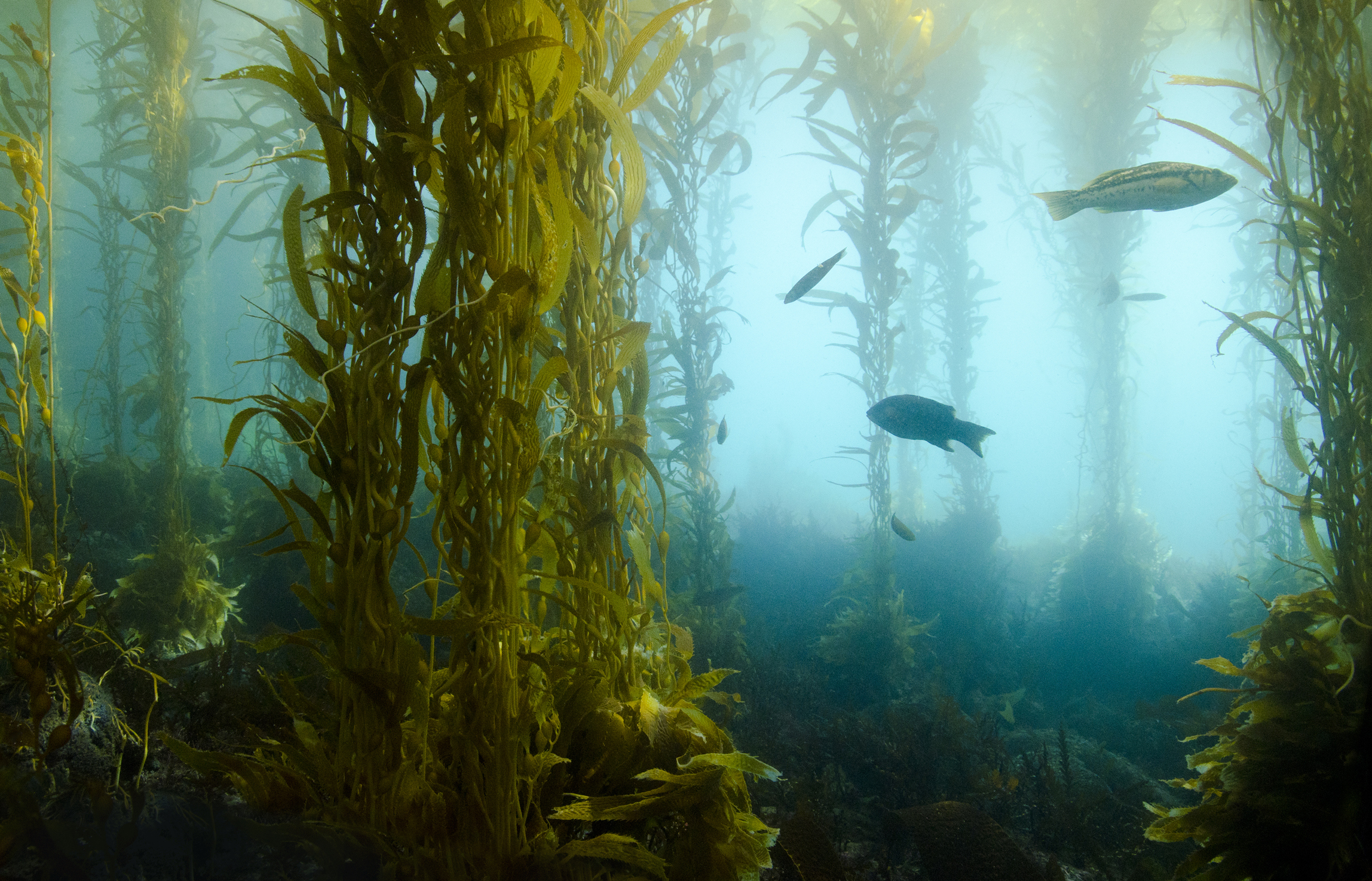 Kelp forests giant seaweed underwater with fish swimming around:  iStock-150671961.jpg