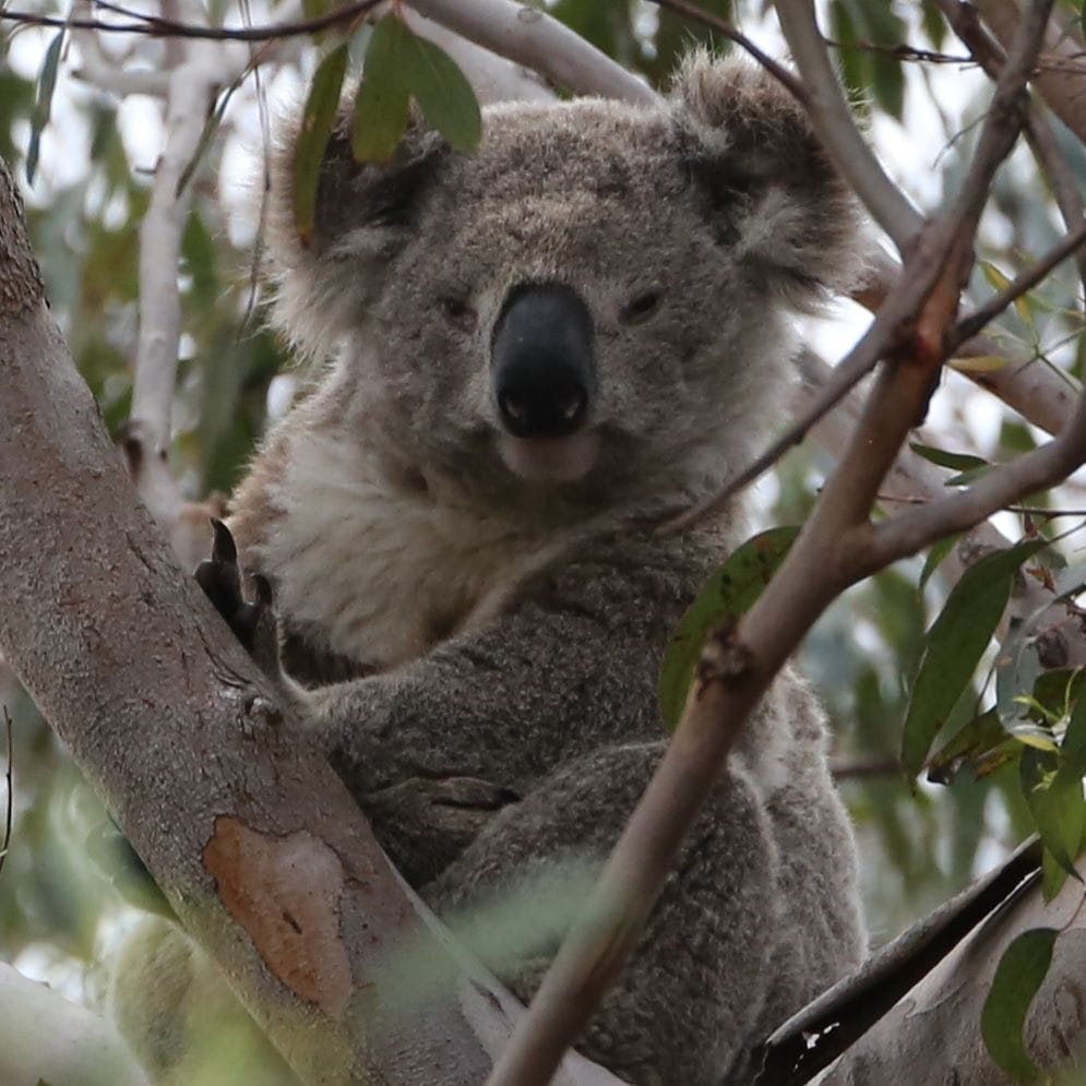 A koala in his home.
