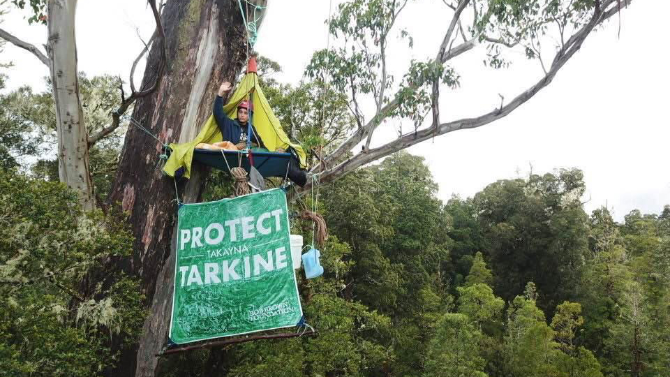 A woman perches high up in a giant eucalyptus tree on a tree-sit platform. She is wearing a helmet and sheltered by a tarp, and she is waving. Two water storage containers and a banner saying Protect Takayna/Tarkine dangle from the platform. The lush forest canopy is visible in the background. 