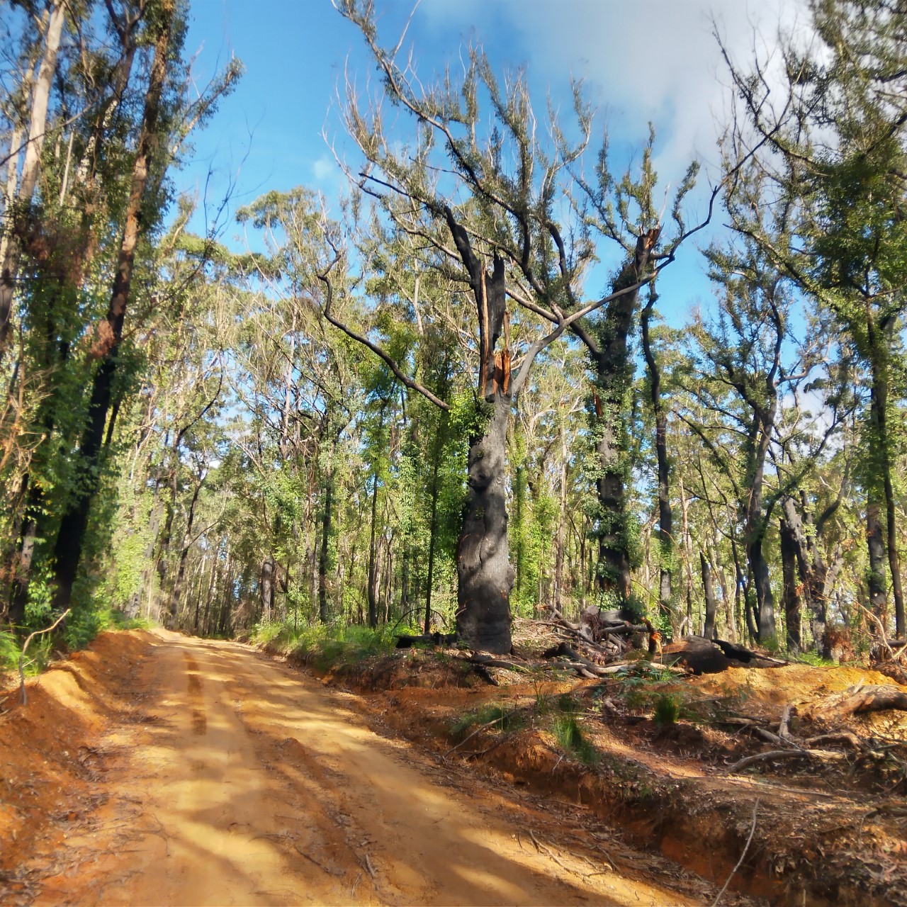 Regenerating, burnt forest near,    South Coast NSW near Ulladulla.