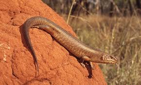 The yakka skink lives where the largest thermal coal mine in Australia may be developed