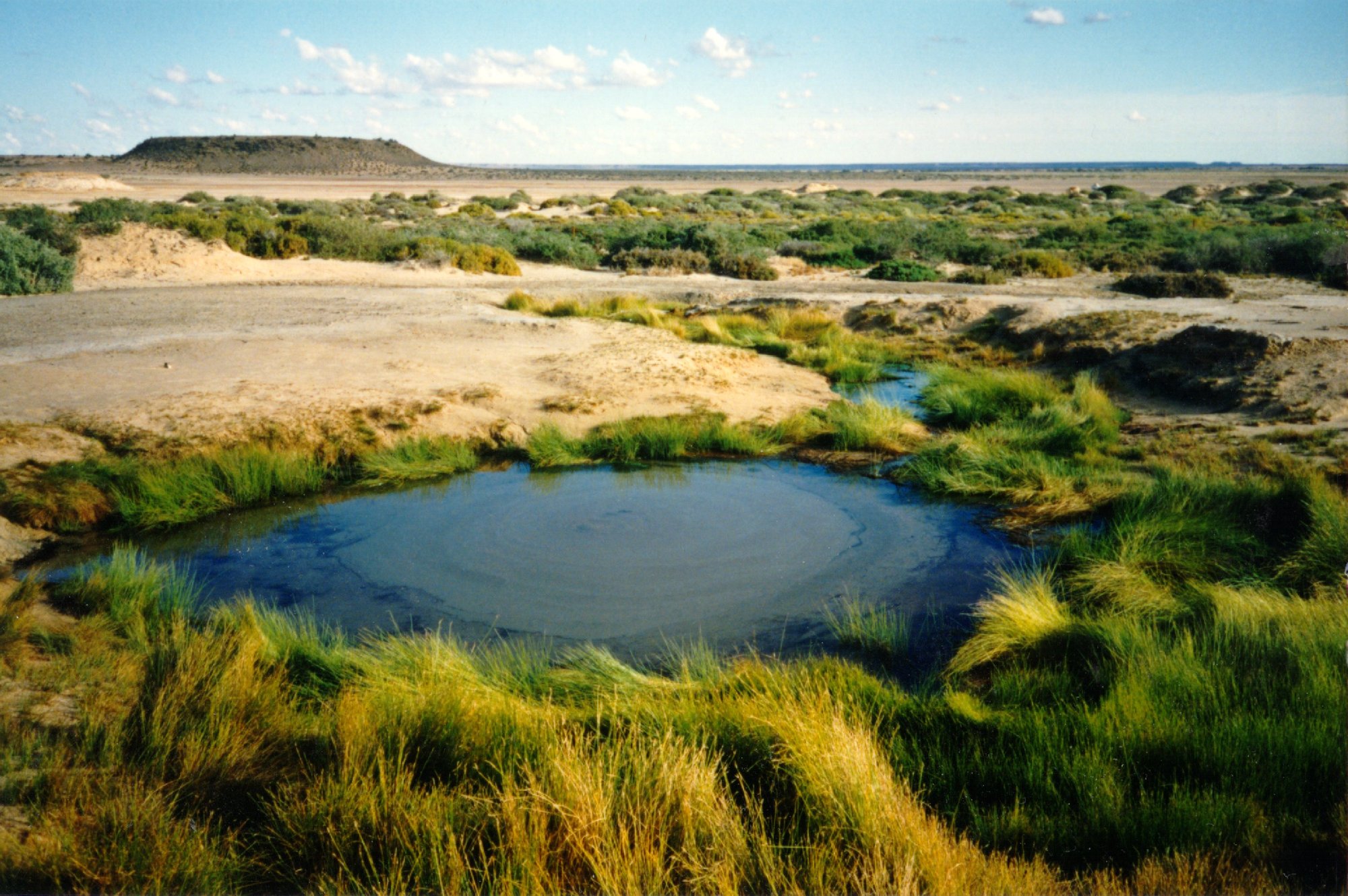 Sacred Arabunna Mound Springs under threat of extinction due to BHP's Olympic Dam uranium mine.