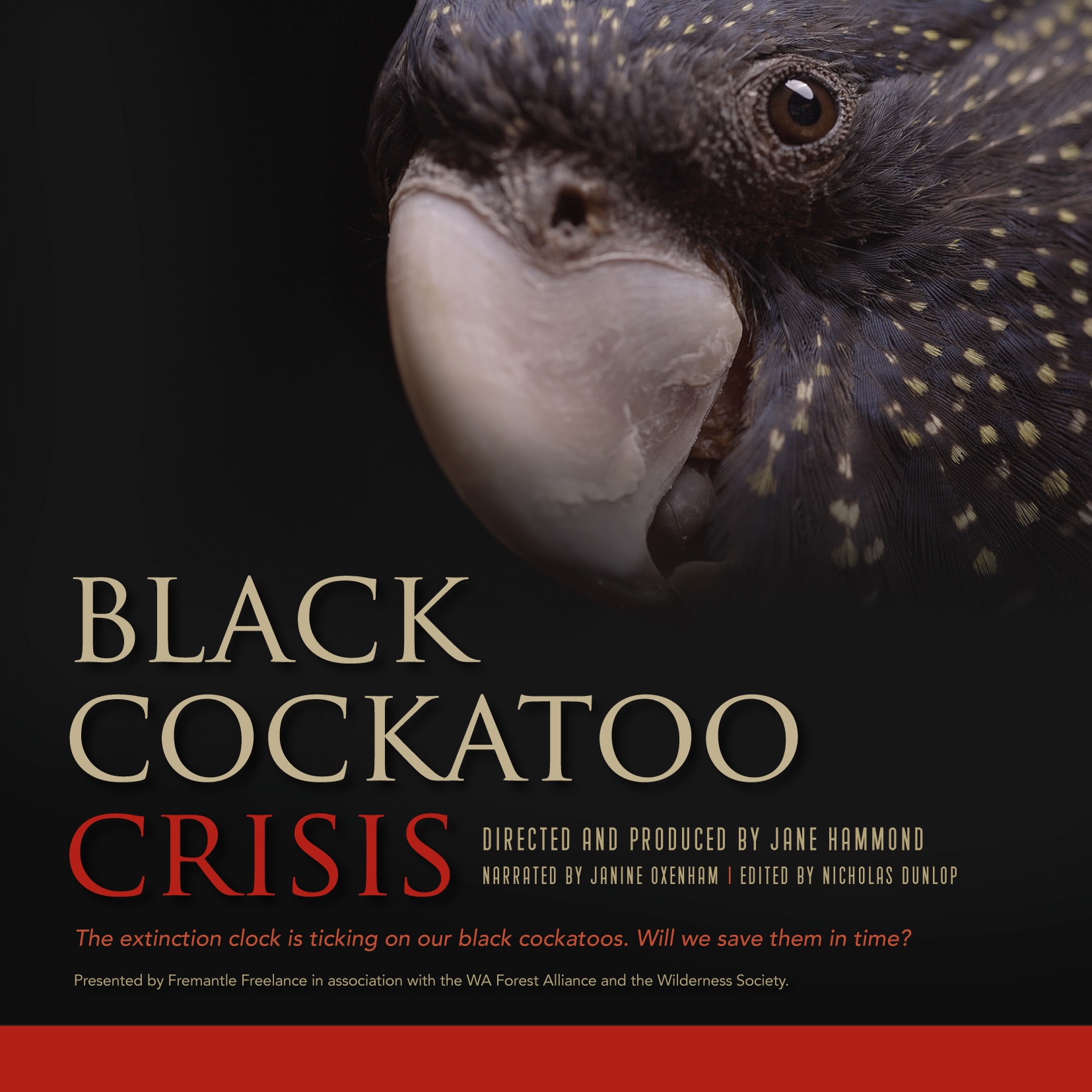 Black Cockatoo Crisis one of the films on at Tipping Point)