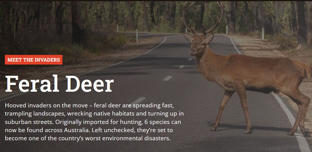 Feral Deer - Invasive Species Council