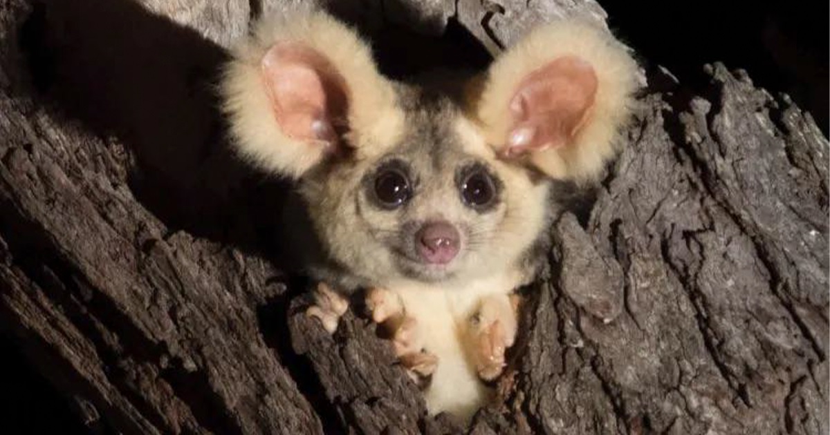 Greater Glider Gets Day in Court