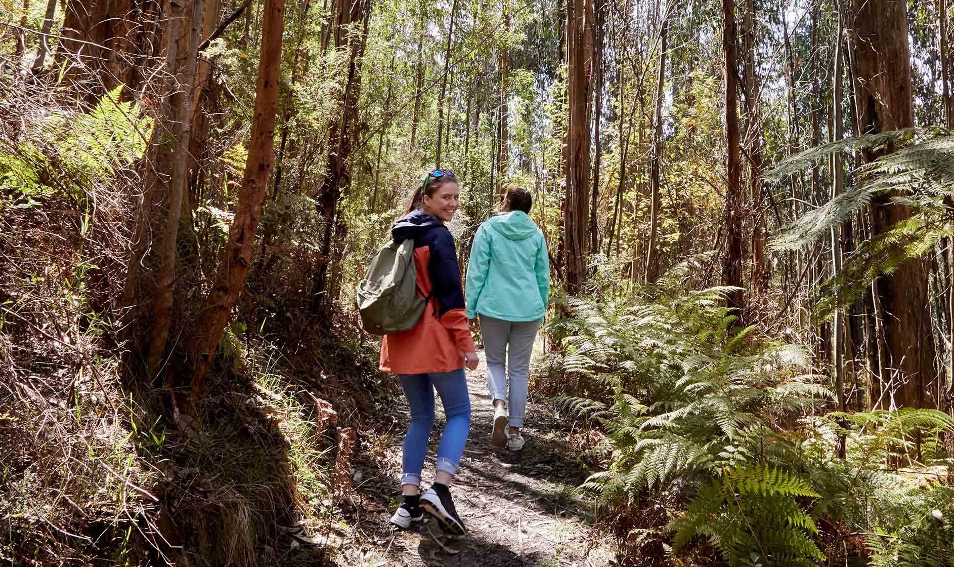 Kinglake National Park - pic Parks Victoria
