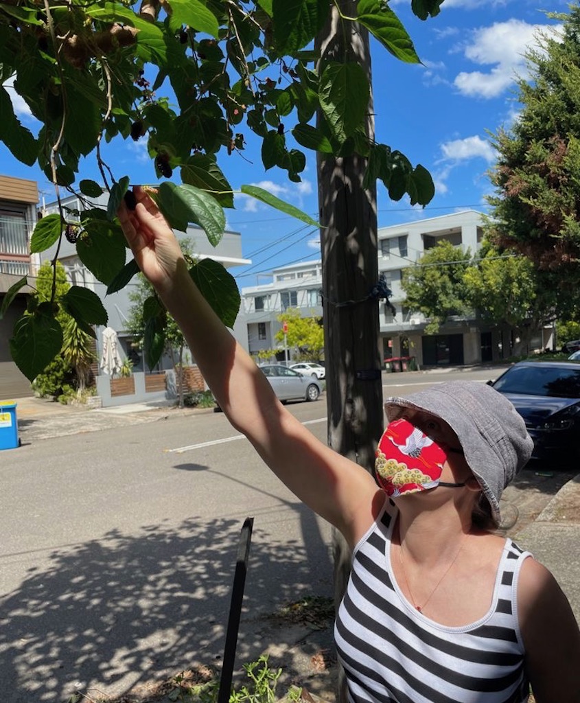 Mulberries on the nature strip-foraging during Covid: Photo supplied by Alexandra Crosby
