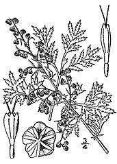 Artemisia annua is the source of a new teratment for malaria 