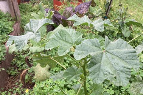 3CR Local food Connections Wild Edible Weeds