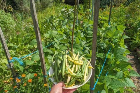 Growing green beans in Melbourne