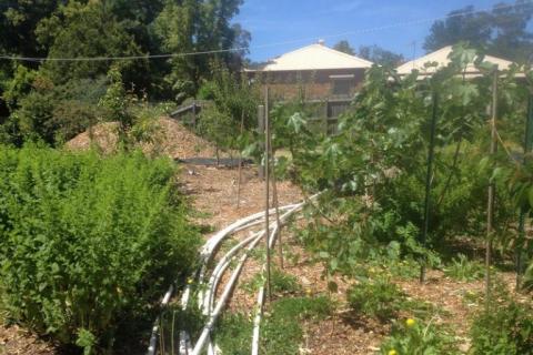 Permaculture in the suburbs