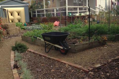 A food garden in suburbia