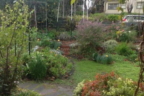 Olwyn Smiley's Food Garden in Heathmont