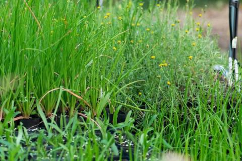 A photo of indigenous plants being grown in Bassalt Buddies nursery.