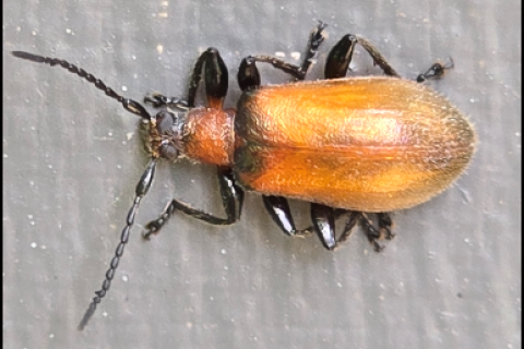 Omophlus is a genus of comb-clawed beetles