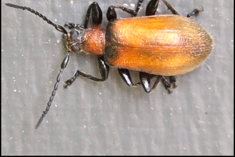 Omophlus Beetle