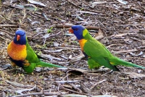 Rainbow Lorikeets