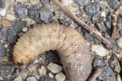 A common garden beetle larva, likely belonging to the Scarab family (Scarabaeidae). 